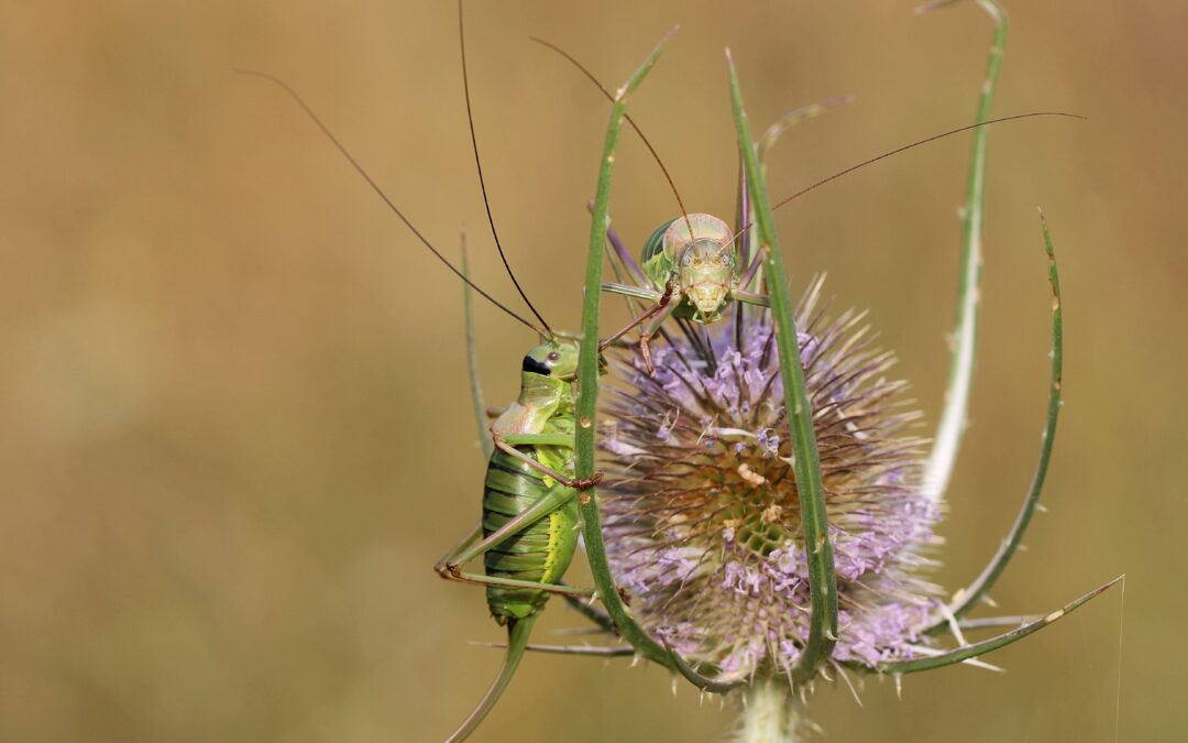 Vernissage expo photo Agnès Devenne